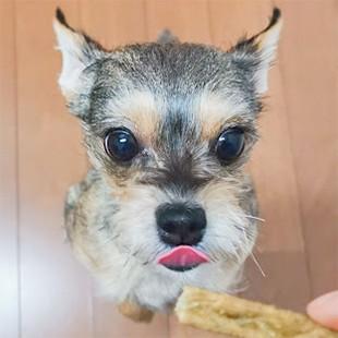 犬 おやつ 無添加 国産 魚 アレルギー トッピング 淡路島産 タチウオスティック 150g イリオスマイル Ts0018 犬用自然派おやつ専門店iliosmile 通販 Yahoo ショッピング