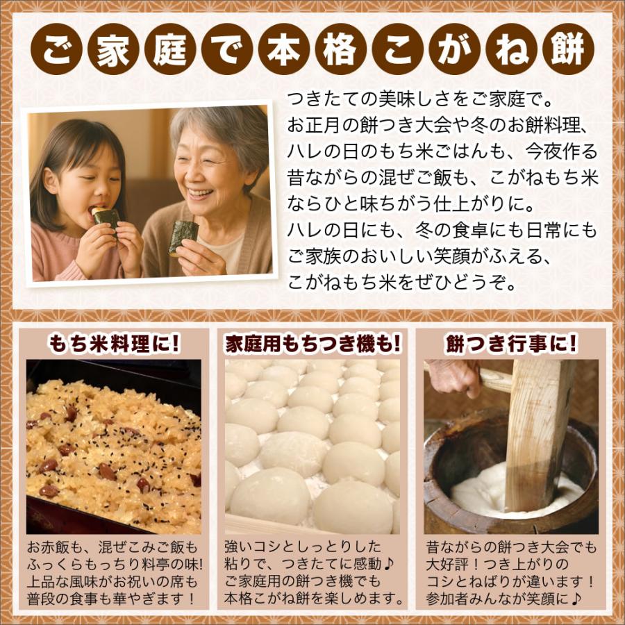 こがねもち 令和7年産 新潟産 こがねもち米 5kg 米 送料無料