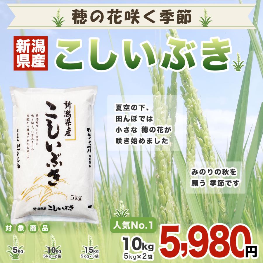こしいぶき 令和7年産 新潟産 5kg 米 8月のおすすめ : お米プラザ新潟