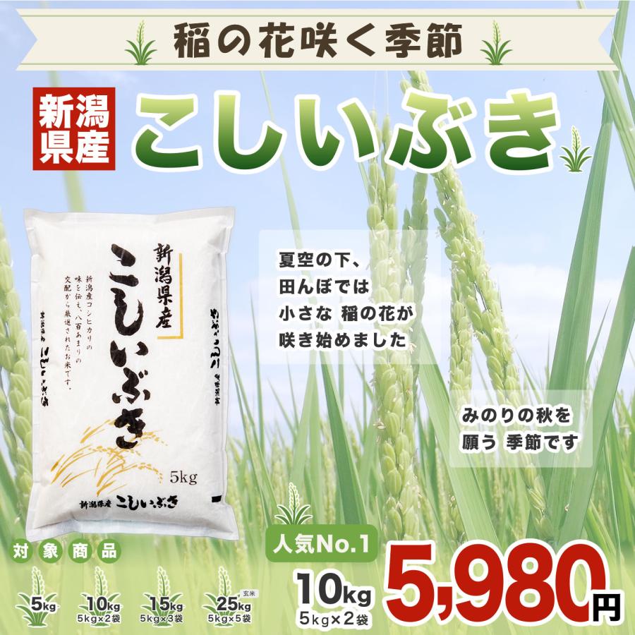 こしいぶき 令和7年産 新潟産 10kg(5kg×2袋) 米 8月のおすすめ : お米