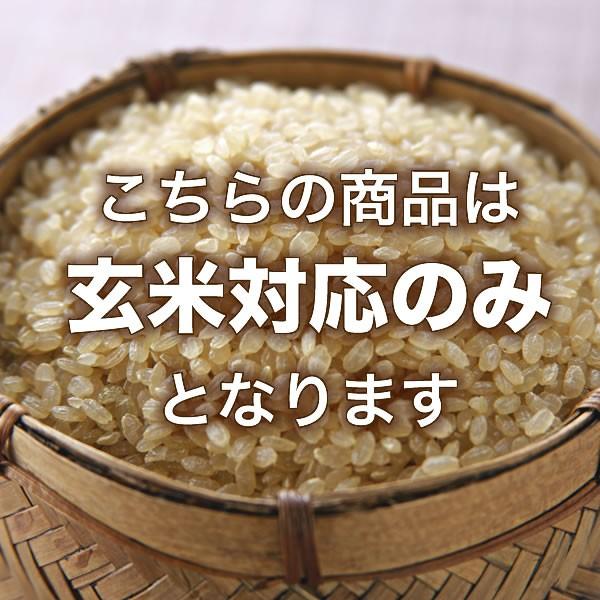 新之助（しんのすけ） 令和7年産 新潟産 25kg(5kg×5袋) 保存に便利な
