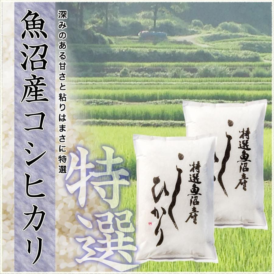 コシヒカリ 魚沼産コシヒカリ 特選 お試し 300g×2袋 お米 令和6