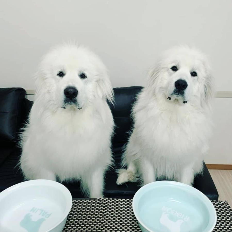 大型犬用食器（オリジナルネーミング加工） |  | 04