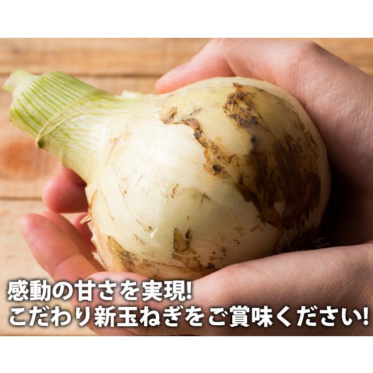 ４月末 ５月中出荷 予約商品 送料無料 淡路島新玉ねぎ 3キロ Sサイズ 2lサイズお任せ 訳ありたまねぎ3kg 購入特典 New Sintamanegi 10kg 淡路島たまねぎ今井ファ ム 通販 Yahoo ショッピング