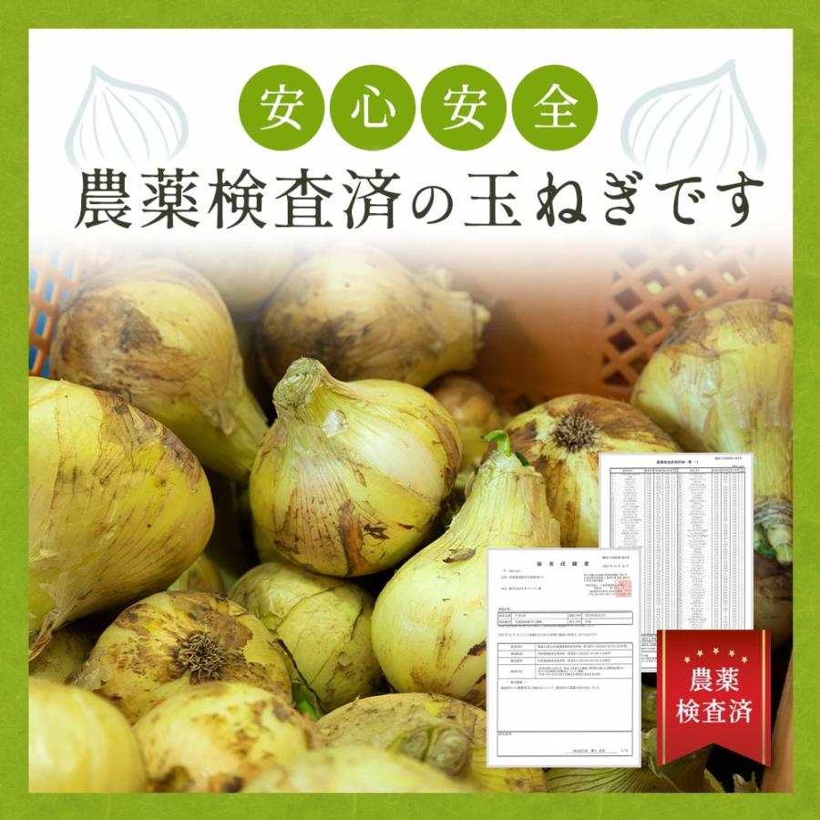 新たまねぎ 淡路島 たまねぎ 10kg 訳あり 大玉 玉ねぎ 玉葱 新玉葱 新玉ねぎ 新玉 今井ファーム ＃大玉たまねぎ10Ｋ＃｜imaifarm｜13