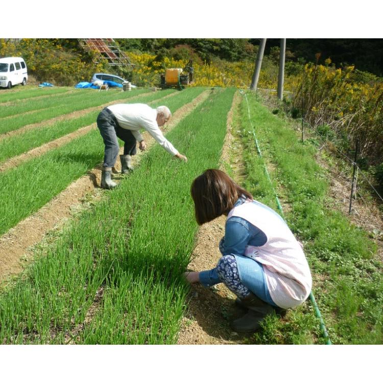 予約商品) たまねぎ苗 淡路島産 100本 早生品種七宝 玉葱苗 ＃玉ねぎ苗
