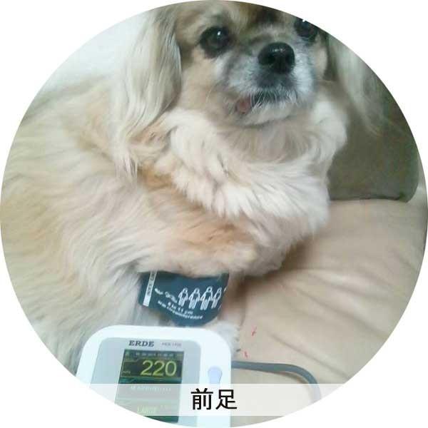 ペット 血圧計 PES-1700 エルデ 犬 猫 小型 動物 一般医療機器 ペット 血圧計 PES-1700 エルデ 犬 猫 小型 動物 一般医療機器