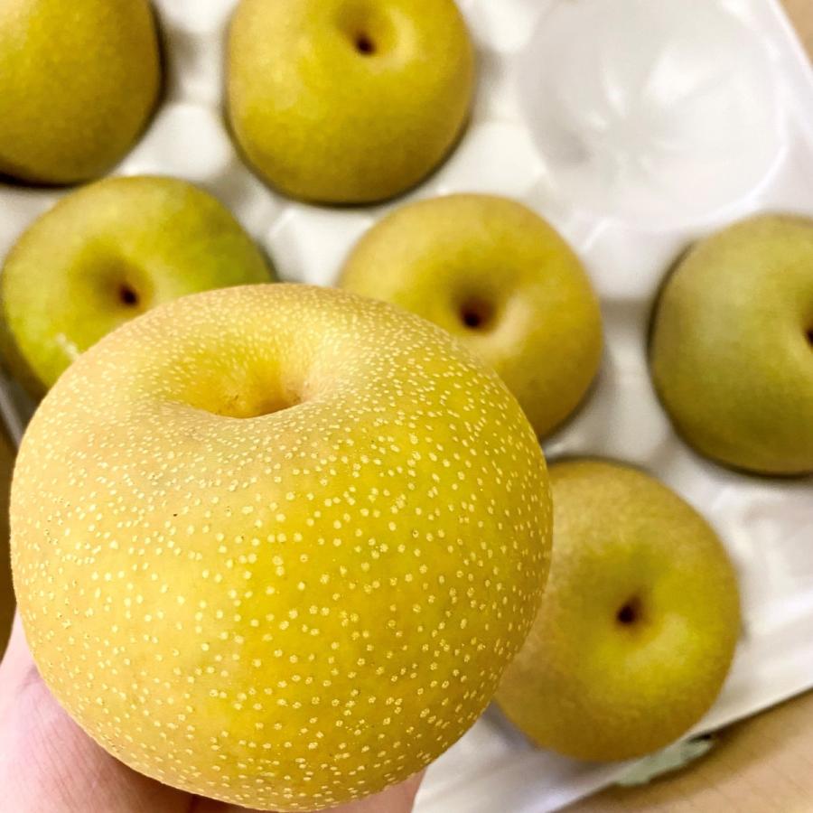 伊万里梨豊水】ご家庭用 5kg（9〜14玉） 伊万里青果市場直送 : 伊万里