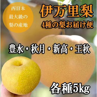 伊万里梨4種のお届け便】豊水・秋月・新高・王秋各5キロ 旬の時期にお