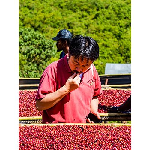 サザコーヒー 1杯取りコーヒー サザカップオン 将軍珈琲 12g×１００枚セット 業務用 大容量 オフィスに最適 深煎り ドリップバッグ 