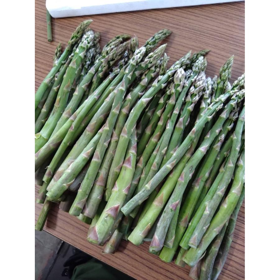【送料無料】【訳あり】 北海道産グリーンアスパラ アスパラガス 訳あり１ｋｇ（曲がり等）お買い得 グリーンアスパラガス | 