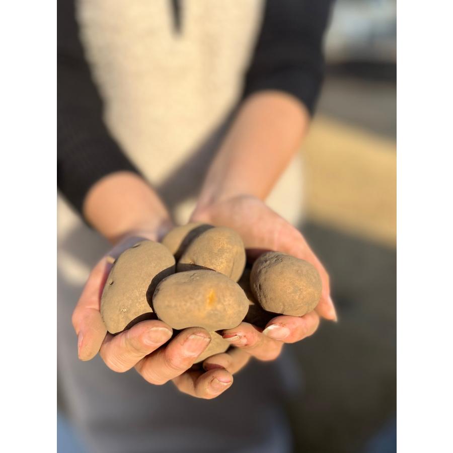 じゃがいも 訳あり 北海道 十勝産 インカのめざめ 2Sサイズ 10kg 野菜 ジャガイモ |  | 05