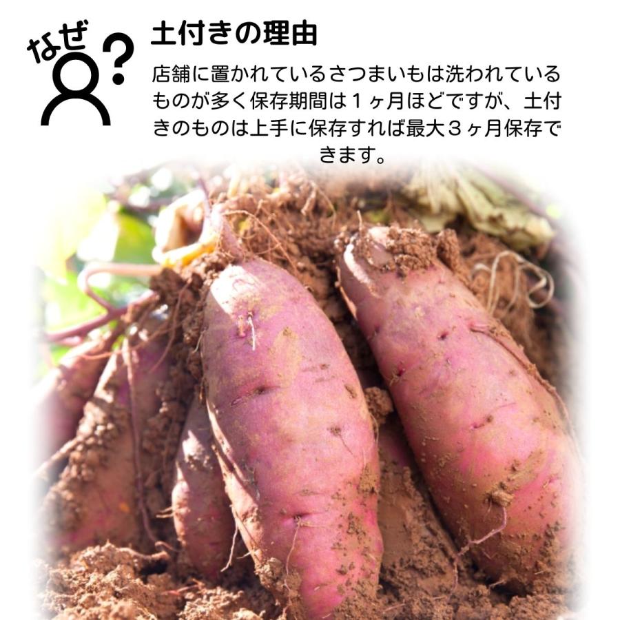 新芋　サツマイモ　おすすめ　芋　48 2024年 新芋 紅はるか Mサイズ さつまいも 5kg 箱 茨城県産