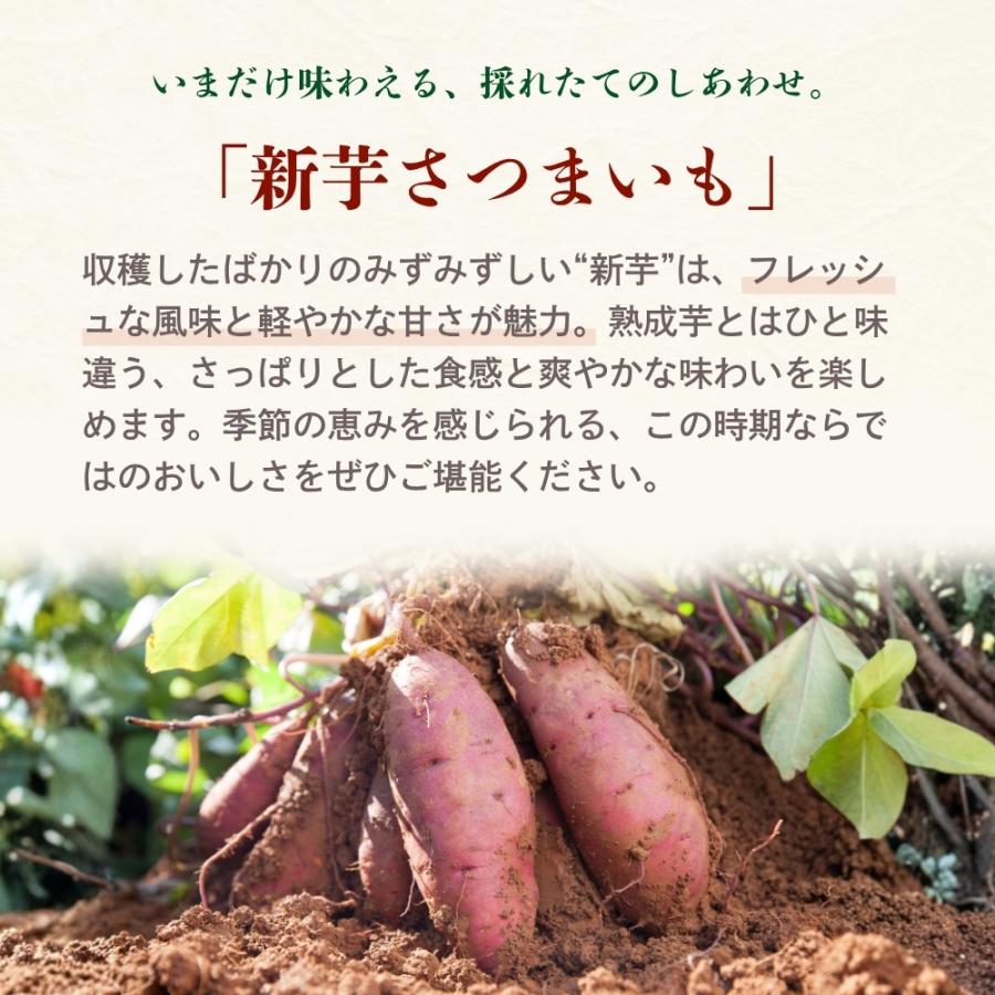 2025年 新芋 紅あずま さつまいも 5kg 茨城 箱 さつま芋 甘い 生芋