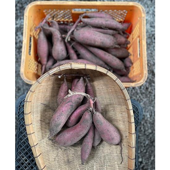 令和7年度切り苗 べにひなた 新品種（品種登録出願中） 切り苗10本