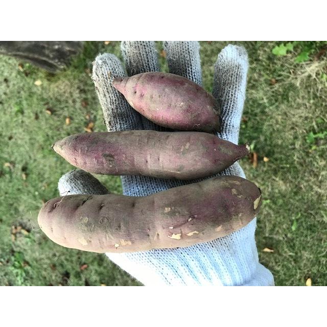 【糖化済】サツマイモ　べにはるか【5kg】（焼き芋用）小芋（サイズ1個約50g〜200g）茨城県那珂市産（自社生産） |  | 01