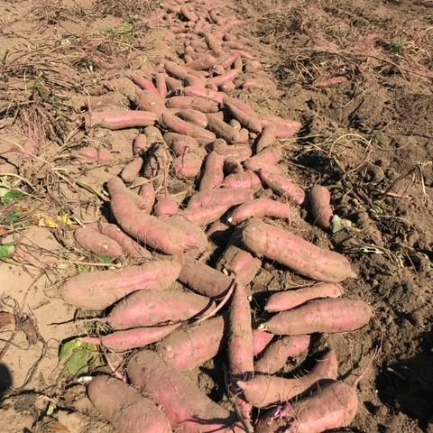 【予約】5月中旬発送　さつまいも【苗】150本【宅急便】　べにはるか　茨城県産【芋助】 |  | 06