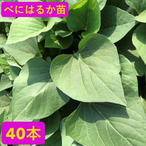 【予約】5月中旬発送　さつまいも【苗】40本【宅急便】　べにはるか　茨城県産【芋助】 | 