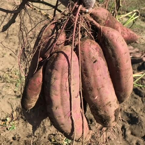 【予約】5月中旬発送　さつまいも【苗】70本【宅急便】　べにはるか　茨城県産【芋助】 |  | 05