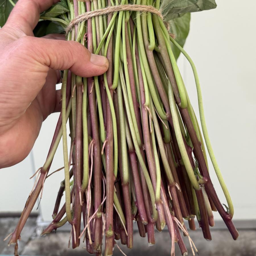 【予約】5月中旬発送　さつまいも【苗】80本【宅急便】　べにはるか　茨城県産【芋助】 |  | 03