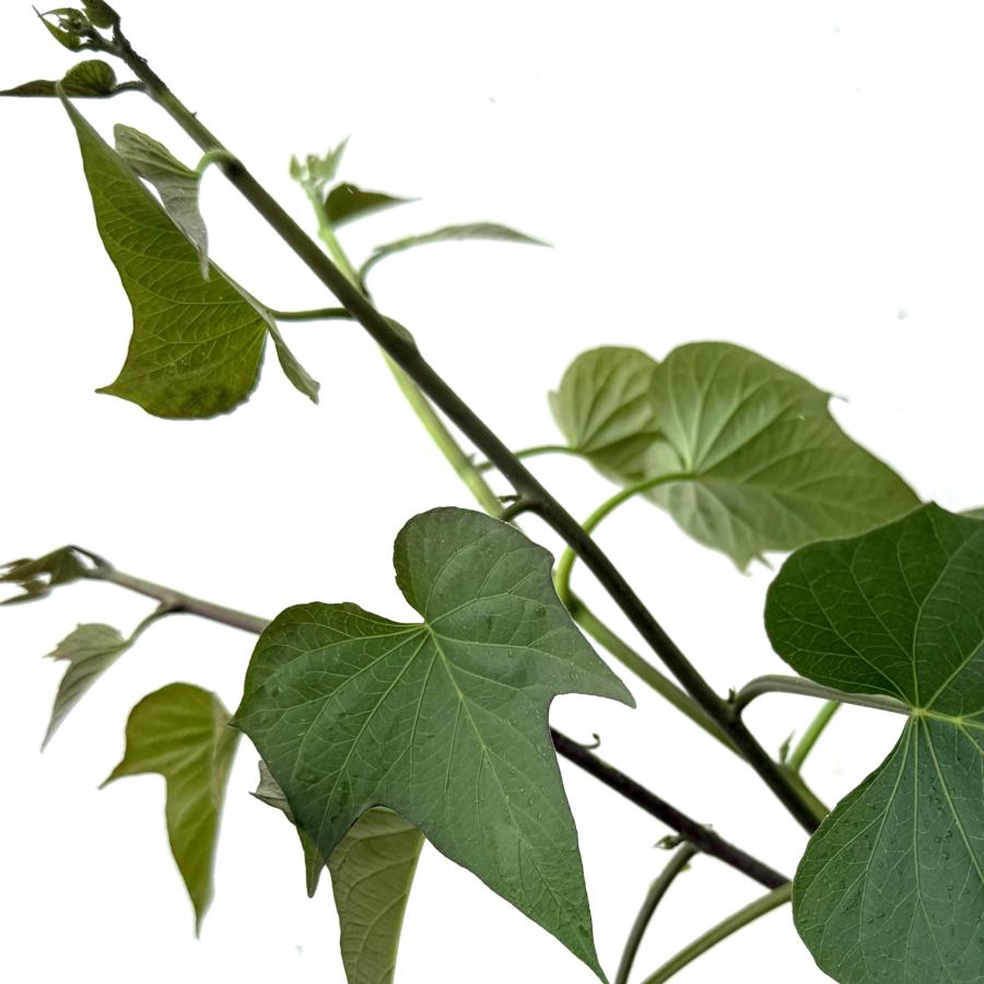 【予約】5月下旬発送【ほしあかね】さつまいも【苗】5本【メール便】茨城県産【芋助】 |  | 02