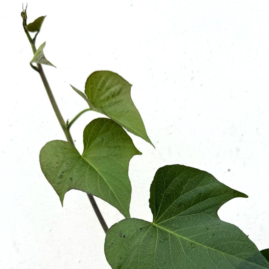 【予約】5月下旬発送【ほしあかね】さつまいも【苗】15本【メール便】茨城県産【芋助】 |  | 01