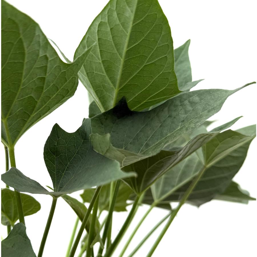 ふくむらさき】さつまいも【苗】10本【メール便】茨城県産【芋助