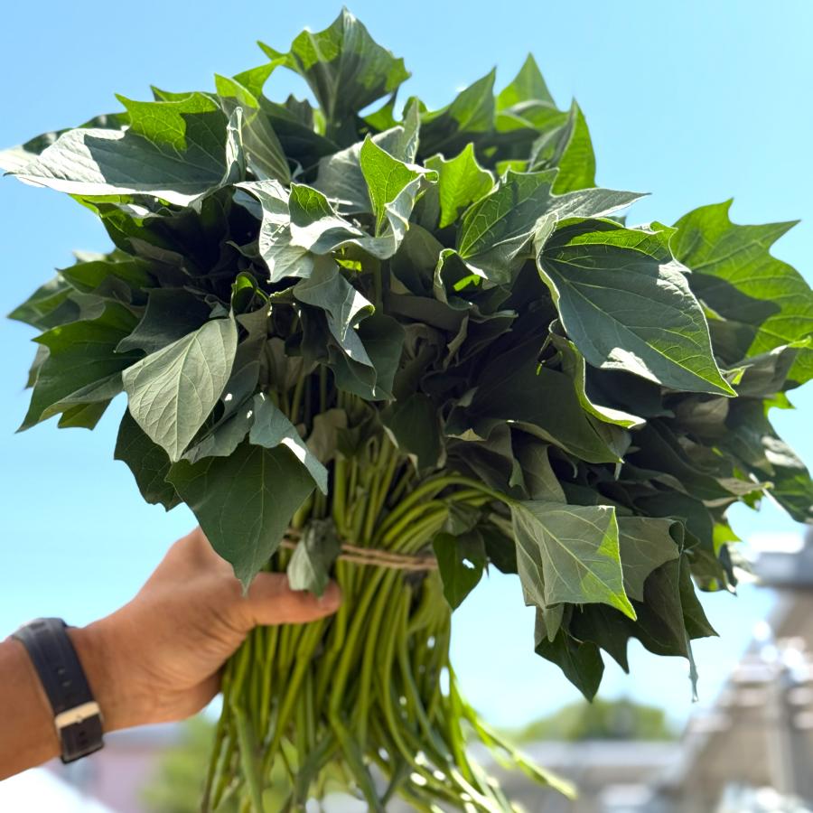 【予約】5月下旬発送【ふくむらさき】さつまいも【苗】15本【メール便】茨城県産【芋助】（Yahoo!・芋助）