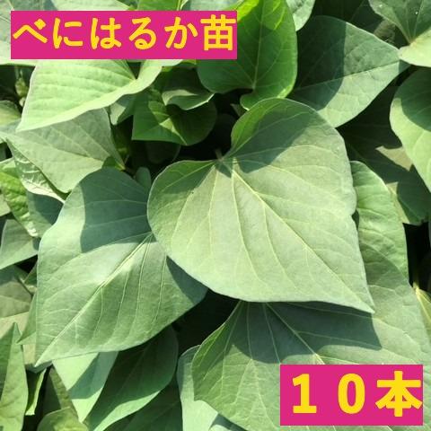 さつまいも【苗】10本【べにはるか】茨城県産【芋助】 | 