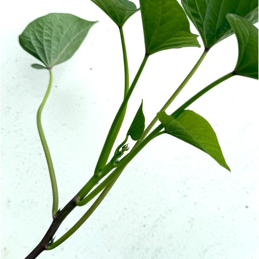 【予約】6月上旬発送　さつまいも苗　10本【メール便】べにはるか　茨城県産【芋助】 |  | 01