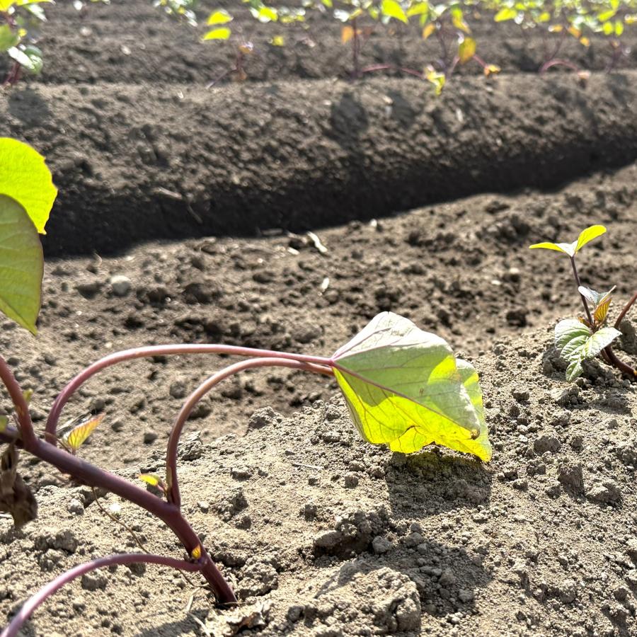 【予約】6月上旬発送　さつまいも苗　10本【メール便】べにはるか　茨城県産【芋助】 |  | 02