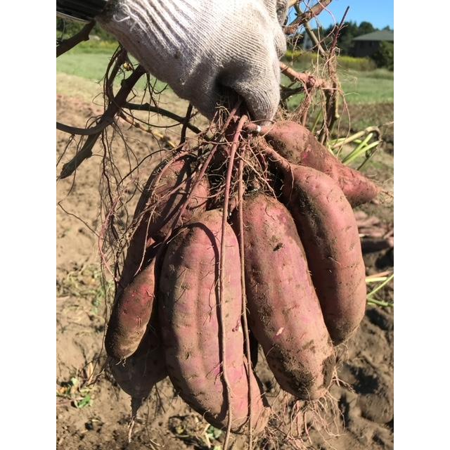 さつまいも【苗】50本【べにはるか】茨城県産【芋助】 |  | 01