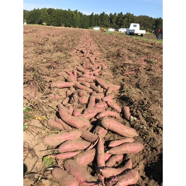 さつまいも【苗】100本　6月中旬発送【べにはるか】茨城県産【芋助】 |  | 02
