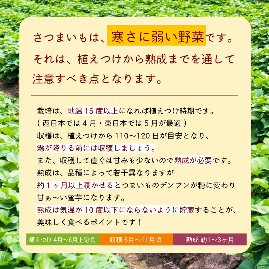 芋屋歴６０年 安納芋 さつまいも 切苗 ５０本セット｜imoyachobei-store｜06