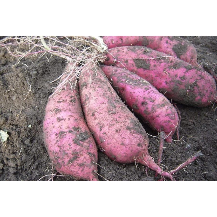 送料無料キャンペーン?】 さつまいも 切り苗 紅はるか 3本