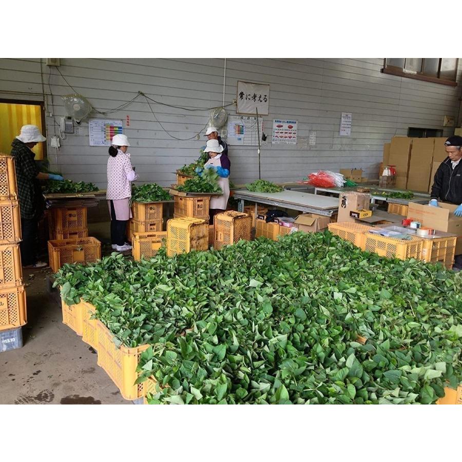 さつまいも 苗 紅はるか 切苗 300本セット 6/1〜6/10出荷予定【早期