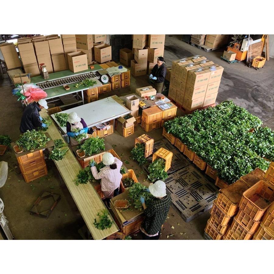 まいにゃん様紅はるか苗100本6月上旬発送正規販売店ウイルスフリー苗