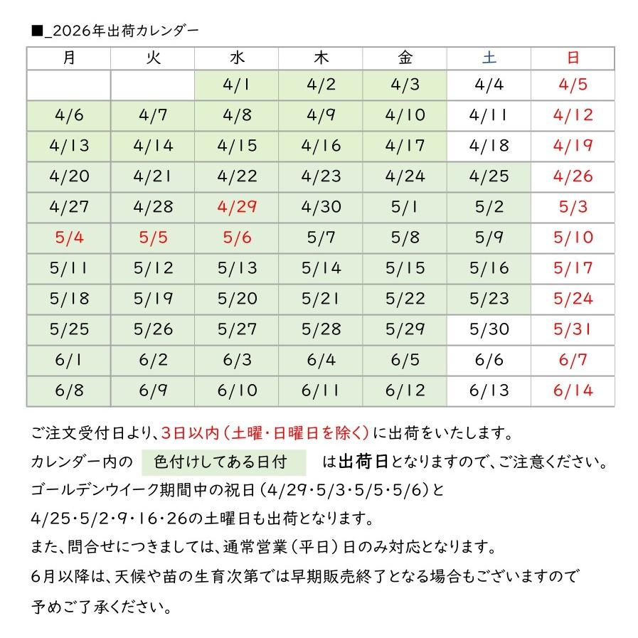 芋屋歴６０年 金時 さつまいも 切苗 ３００本セット_7