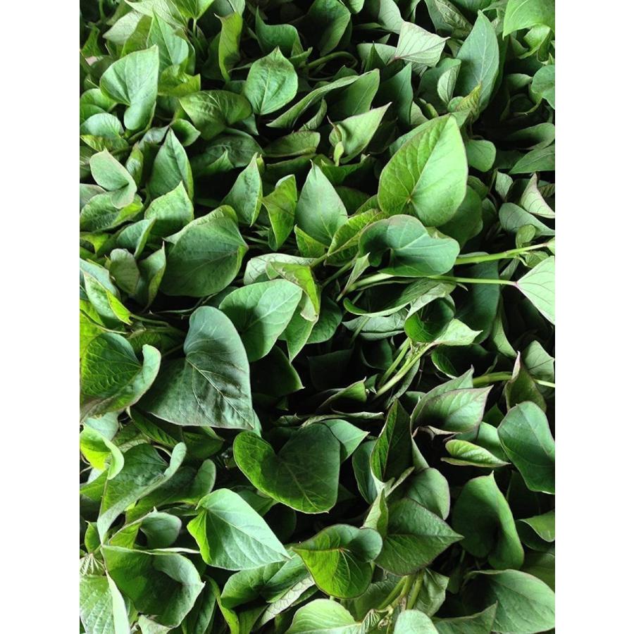 最適な価格 紅はるか切苗 芋つる苗 500本セット 上質で快適 Www Thedailyspud Com