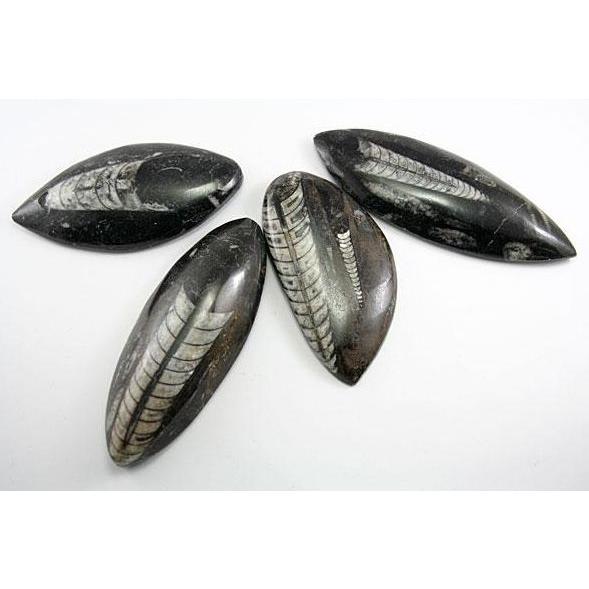 オルソセラスオルドビス紀化石モロッコ産