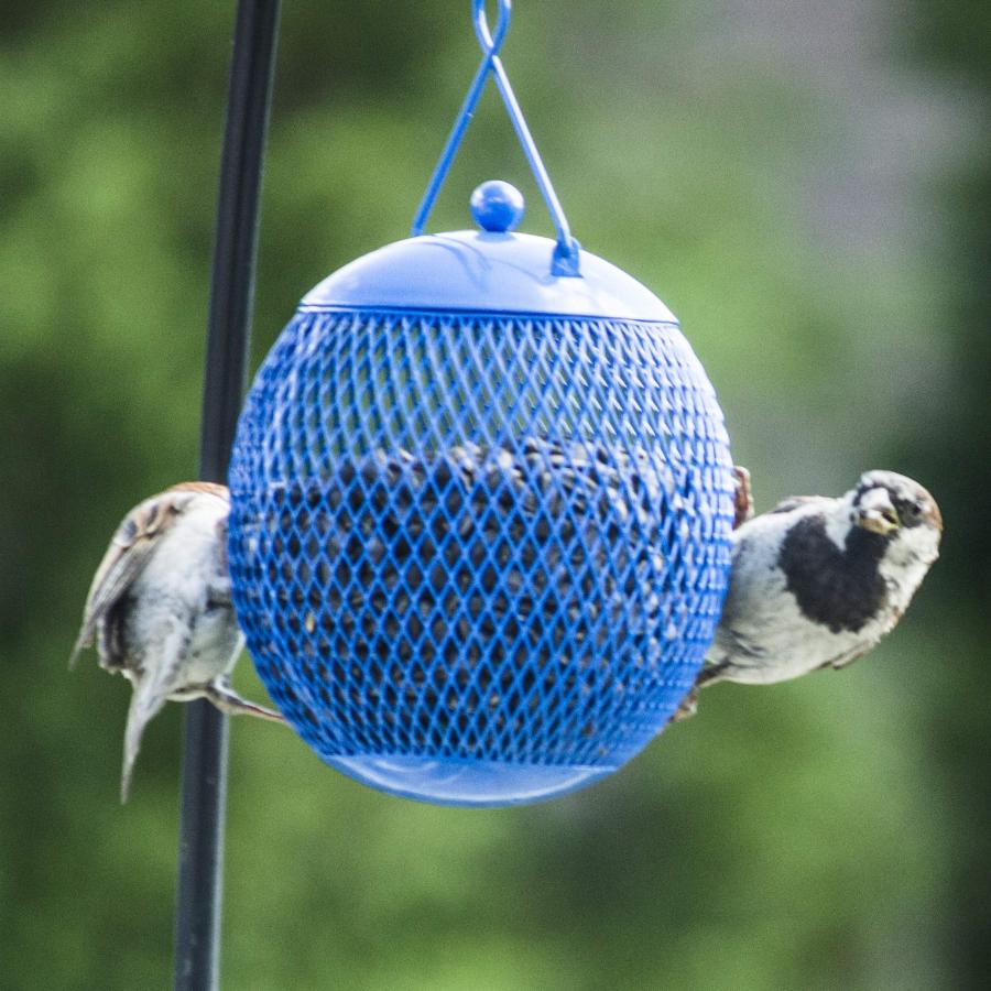 限定商品セール Backyard Expressions Set of 3 Squirrel Proof Bird Feeders for 並行輸入品