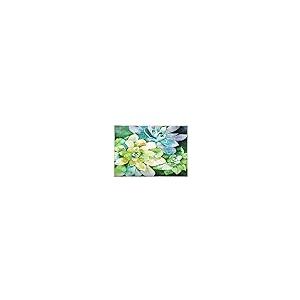 【並行輸入品】Olivia's Home Jade Succulents Accent Washable Rug 22" x 32" Door_2