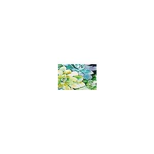 【並行輸入品】Olivia's Home Jade Succulents Accent Washable Rug 22" x 32" Door_5