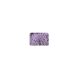 【並行輸入品】Lavender Flower Purple Non Slip Rubber Backed Entryway Rugs forの画像