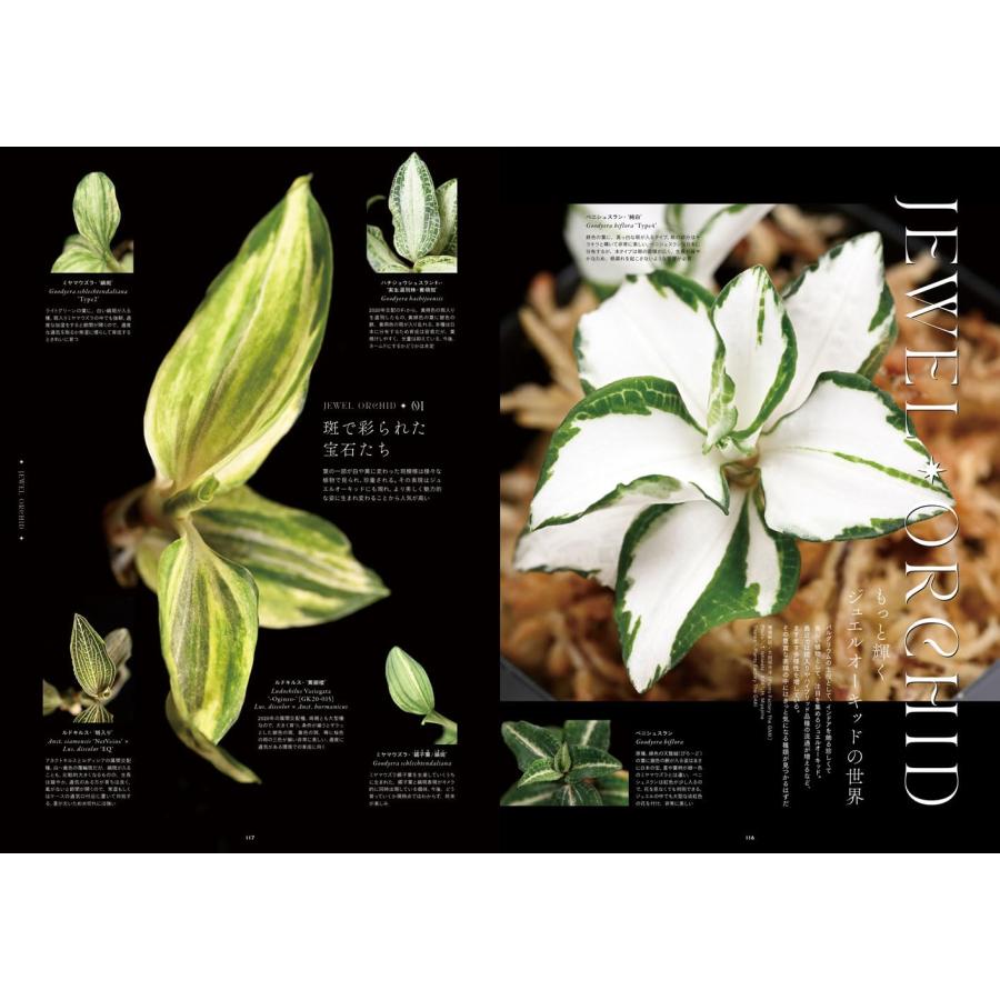 INDOOR JUNGLEセット　ビカクシダ特集 02号　06号 INDOOR JUNGLE Issue.02 ※売り切れ ｜ エムピージェー