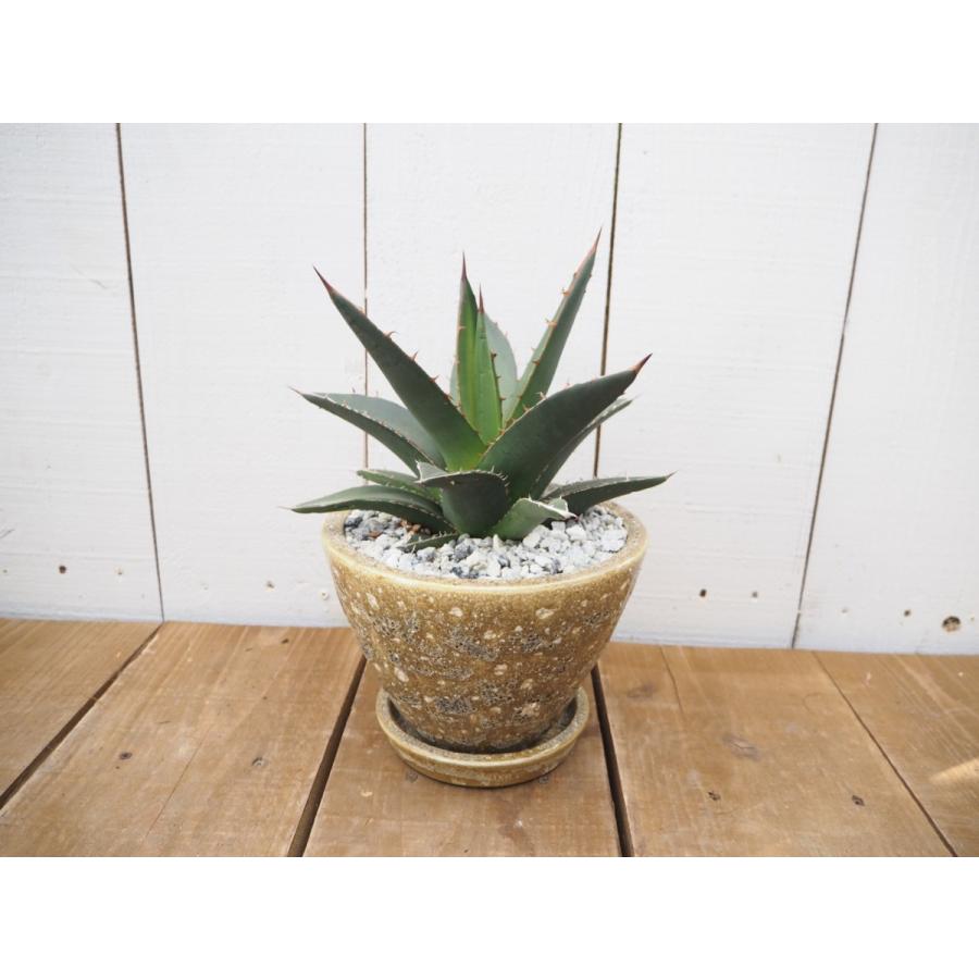 現品限り アガベ パープソラム 帝釈天 多肉 観葉植物 陶器付き Agabe10 観葉植物の通信販売クローバー 通販 Yahoo ショッピング