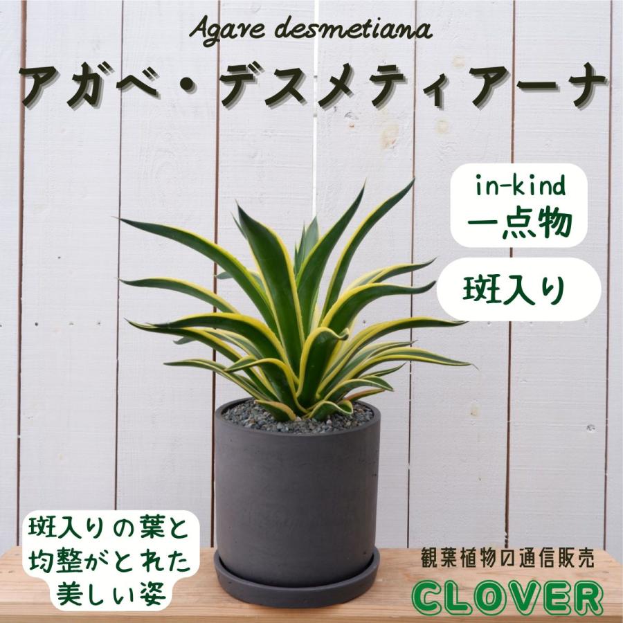 アガベ デスメティアーナ バリエガータ 斑入り 多肉 観葉植物 御祝い 現品 おしゃれ 室内 育てやすい 種類 インテリア おすすめ レア 希少 Agabe28 観葉植物の通信販売クローバー 通販 Yahoo ショッピング