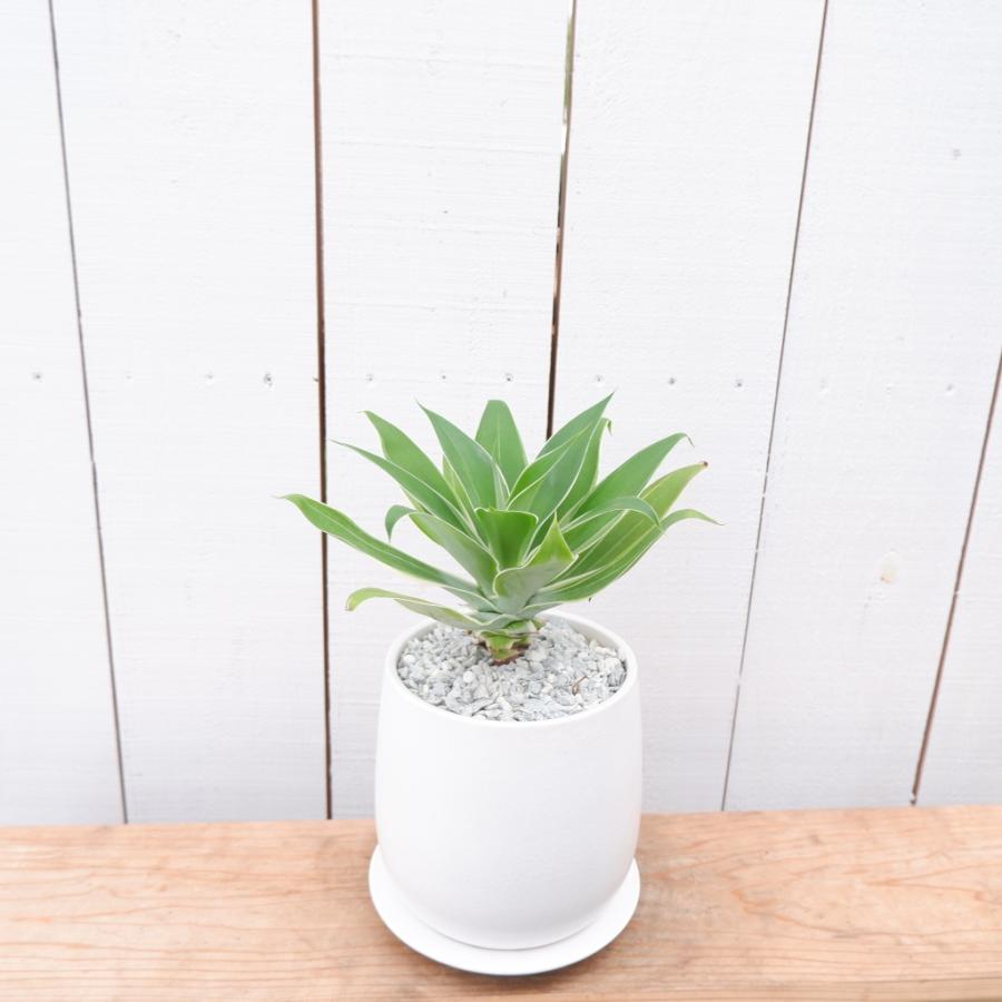 アガベ アテナータ 白覆輪 レイオブライト レア 希少 観葉植物