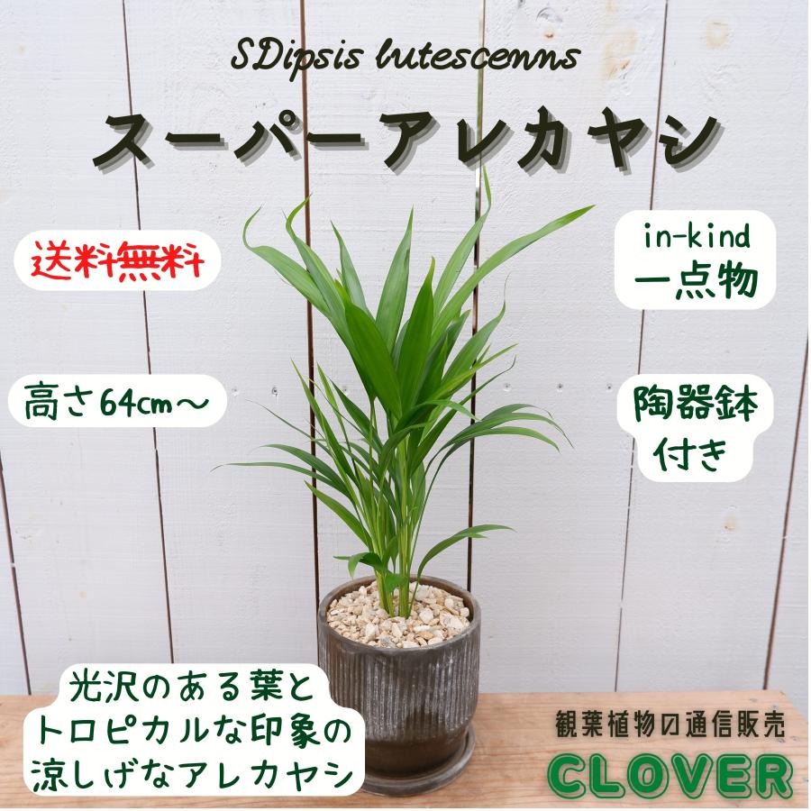 スーパーアレカヤシ 観葉植物 御祝い 陶器鉢付き 現品 おしゃれ 室内