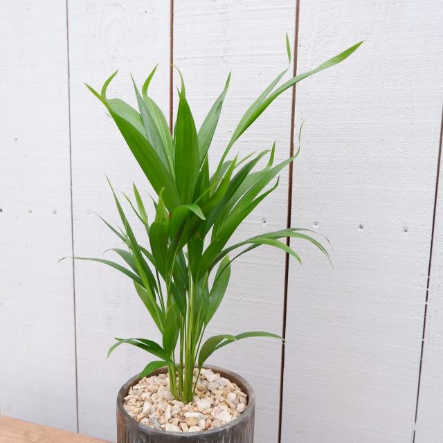 スーパーアレカヤシ 観葉植物 御祝い 陶器鉢付き 現品 おしゃれ 室内